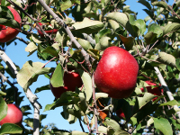 泉果園(せんかえん)写真05