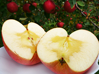 泉果園(せんかえん)写真06