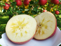 泉果園(せんかえん)写真07