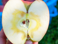 泉果園(せんかえん)写真06