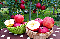 泉果園(せんかえん)写真01