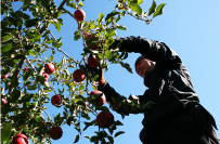 泉果園(せんかえん)写真02