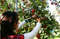 泉果園(せんかえん)写真03