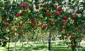 泉果園の栽培方法　ポイント１写真