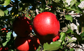 泉果園の栽培方法　ポイント2写真