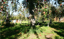 泉果園の栽培方法　ポイント3写真