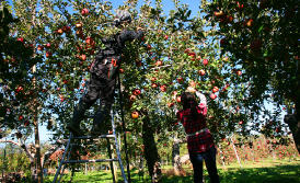 泉果園の栽培方法　ポイント4写真